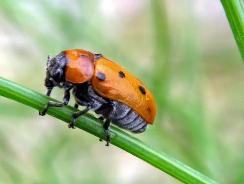 Réf. 235 092 : Tituboea biguttata